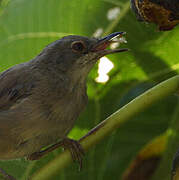 Sardinian Warbler