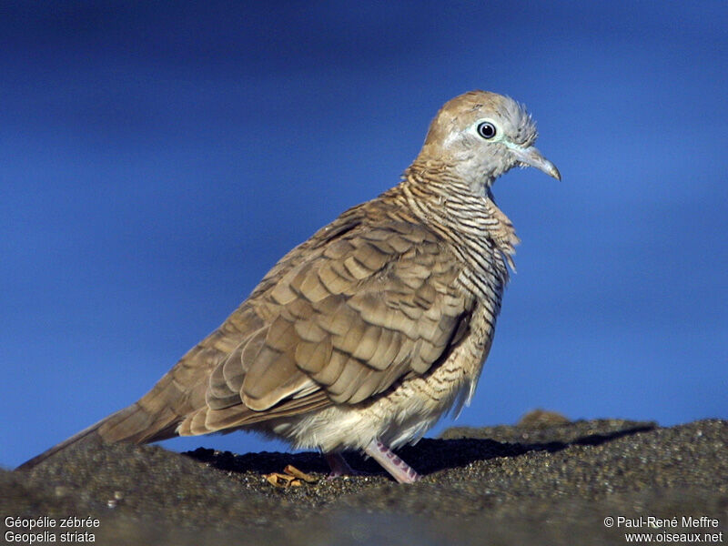 Zebra Dove