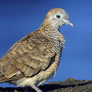 Zebra Dove