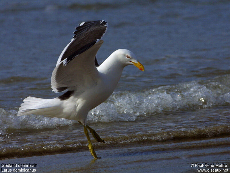 Kelp Gull