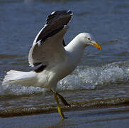 Kelp Gull