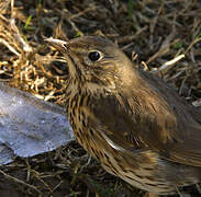 Song Thrush