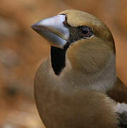 Hawfinch