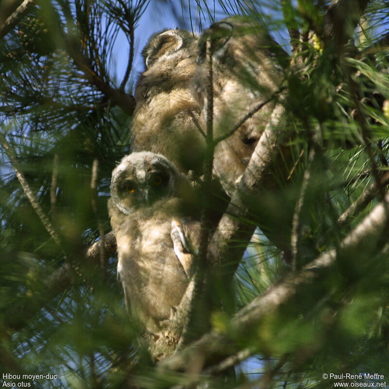 Long-eared Owljuvenile