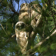 Long-eared Owl