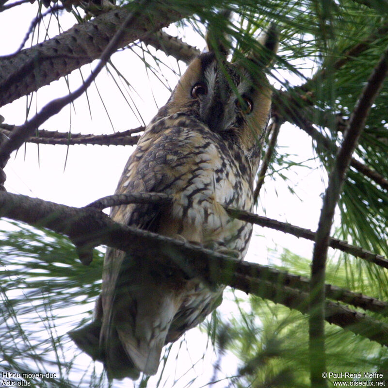 Hibou moyen-ducadulte