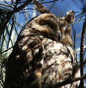 Long-eared Owl