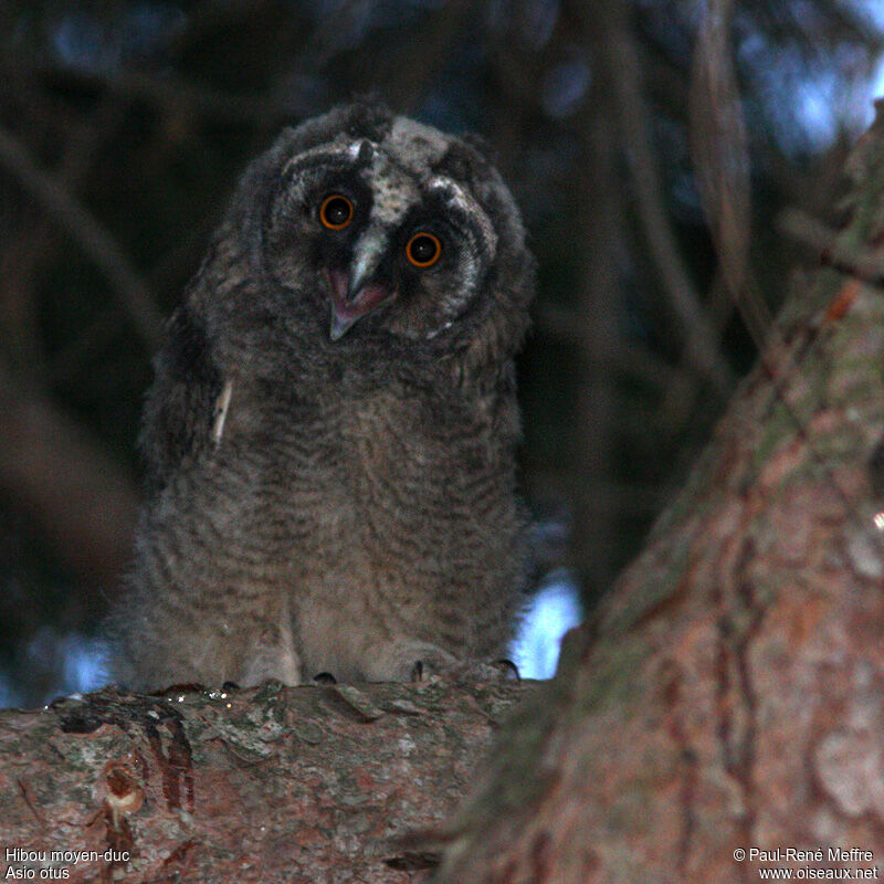 Long-eared Owljuvenile