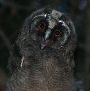 Long-eared Owl