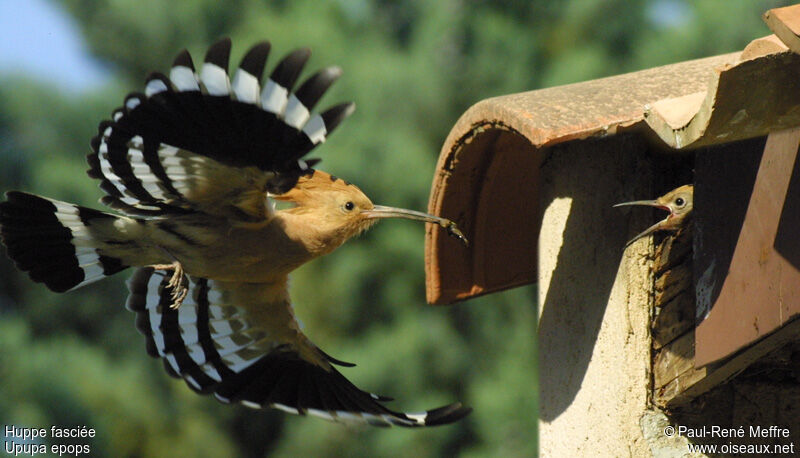 Eurasian Hoopoe