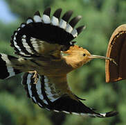 Eurasian Hoopoe