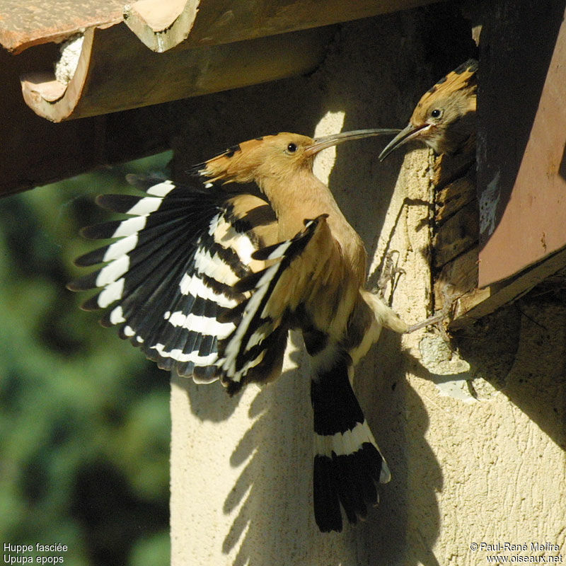 Eurasian Hoopoe