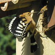 Eurasian Hoopoe