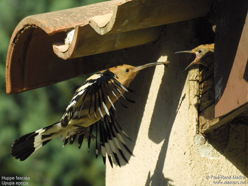 Eurasian Hoopoe