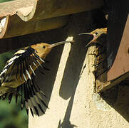 Eurasian Hoopoe