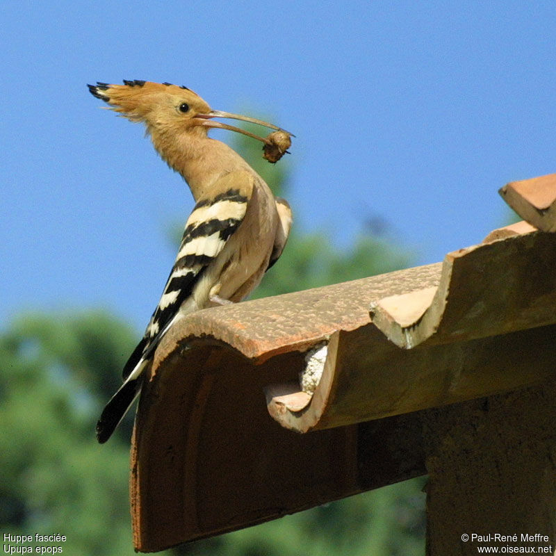 Eurasian Hoopoe