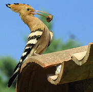 Eurasian Hoopoe