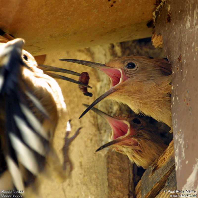 Eurasian Hoopoe