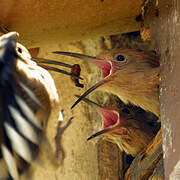 Eurasian Hoopoe