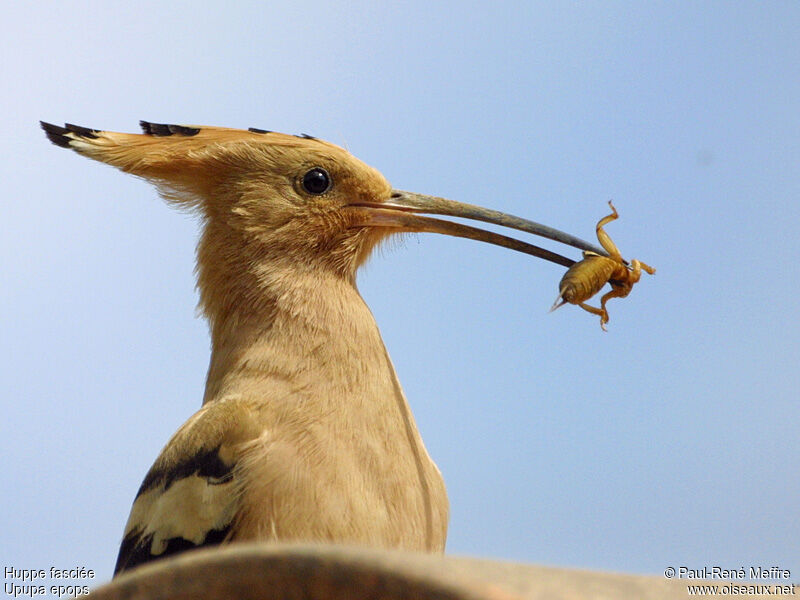 Eurasian Hoopoe