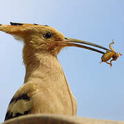 Eurasian Hoopoe