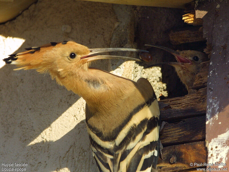 Eurasian Hoopoe