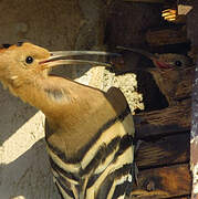 Eurasian Hoopoe