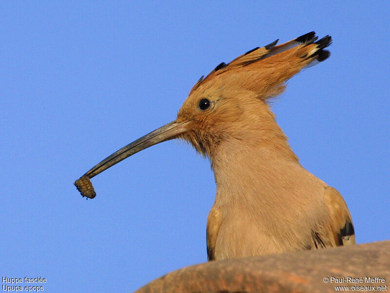 Eurasian Hoopoe