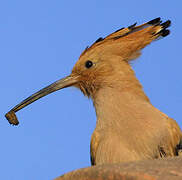 Eurasian Hoopoe