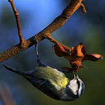 Mésange bleue