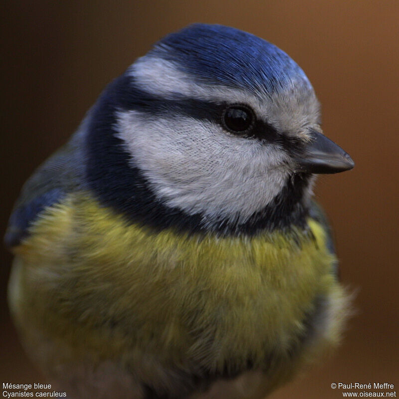 Mésange bleueadulte