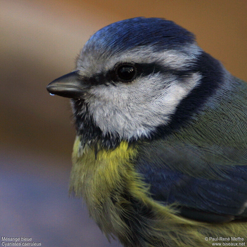 Eurasian Blue Titadult