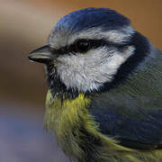 Eurasian Blue Tit