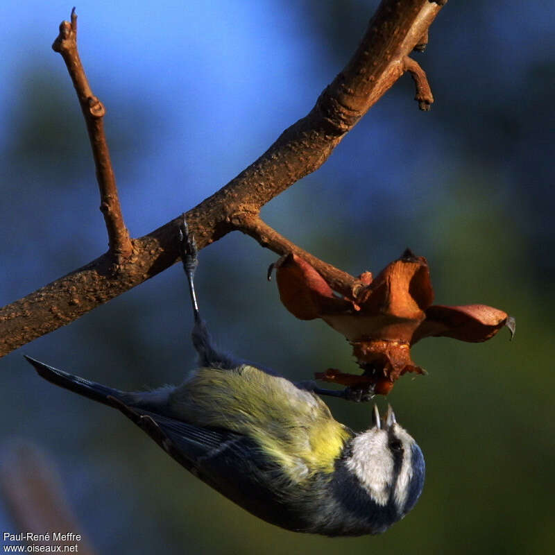 Mésange bleueadulte, régime