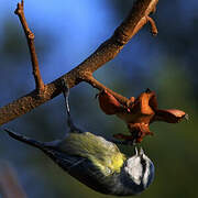 Eurasian Blue Tit