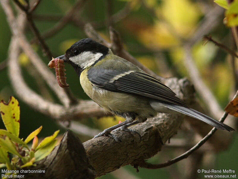 Great Tit male adult