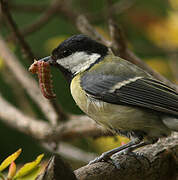 Great Tit