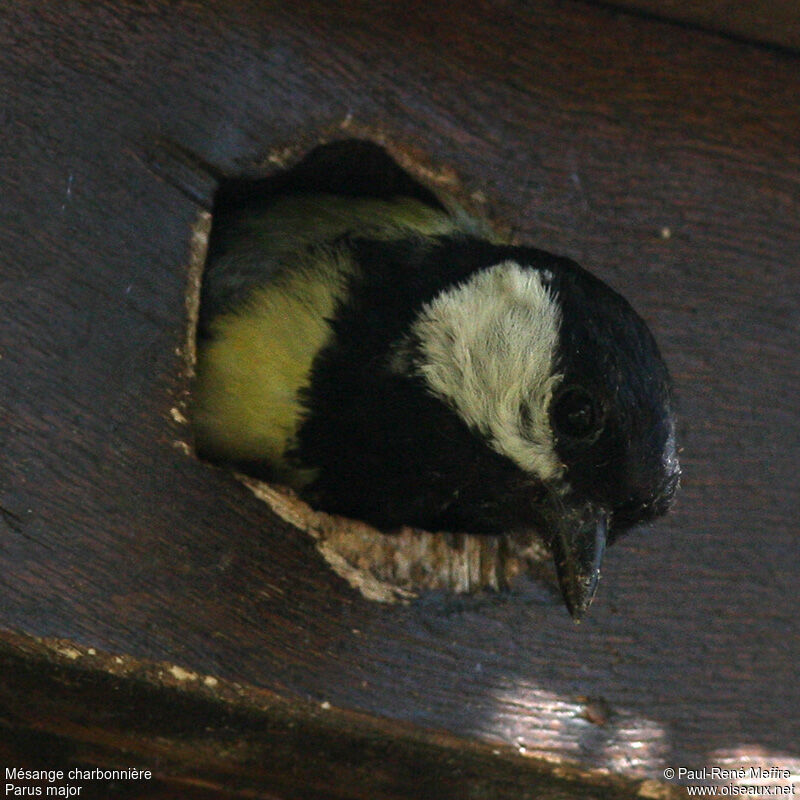 Great Tit male adult