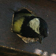 Great Tit