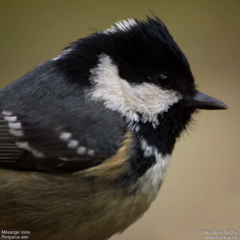 Mésange noireadulte