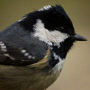 Coal Tit