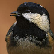 Coal Tit