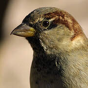 House Sparrow