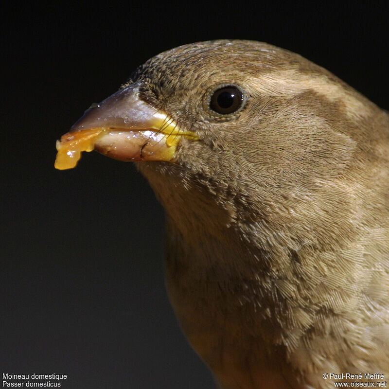 Moineau domestique femelle