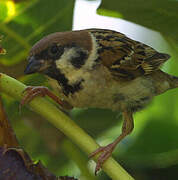 Eurasian Tree Sparrow