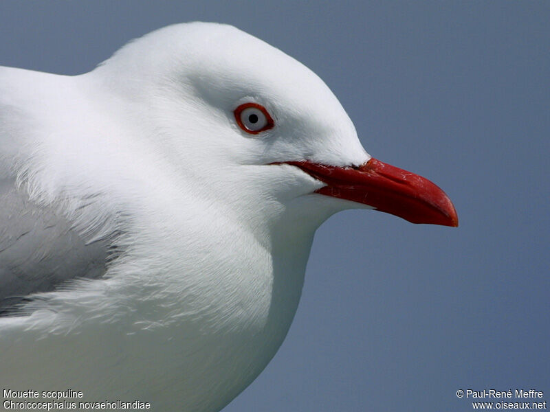 Mouette scopuline