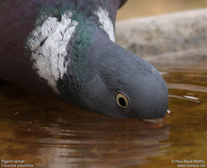 Common Wood Pigeonadult