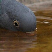 Common Wood Pigeon