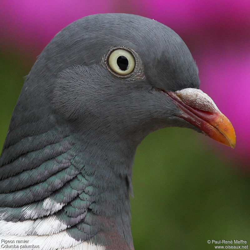 Common Wood Pigeonadult