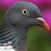 Common Wood Pigeon